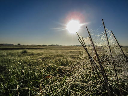 Spinne, Netzwerk, Dreh, Spinnennetz, Insekt, schließen, Spinnentier, Natur, gespannte Netzwerke, Tautropfen, Indischer Sommer, Herbststimmung, Wassertropfen, Herbst, Tau, morgentau, tropfen, nass, Hitze, Spinnweben, Sonne, Kunstwerk, weben, spinnfaden, Gegenlicht, Lichtreflexionen, Perlen, Himmel, Feld, Sonnenlicht, Pflanze, Land, Landschaft, Ruhe, ruhige Szene, Szenen - Natur, Schönheit in der Natur, Wachstum, Gras, Linseneffekt, keine Leute, Fokus auf den Vordergrund, Landwirtschaft, ländliche Szene, Umgebung, draußen, hell, Stiel, 4K, CC0, gemeinfrei, lizenzfrei