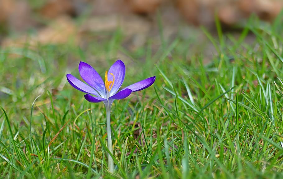selettivo, foto di messa a fuoco, viola, fiore di croco, croco, fiori, primavera, fiore primaverile, presagio di primavera, frühlingsanfang, natura, marzo, vicino, pianta, fiore, fiore viola, giardino, stami, flora, luminosa, pienezza dei fiori, colorato, colori luminosi, sbocciato, crescita, fragilità, freschezza, bellezza nella natura, petalo, campo, erba, pianta fiorita, vulnerabilità, avvicinamento, terra, testa di fiore, infiorescenza, colore verde, iris, nessuno, 4K