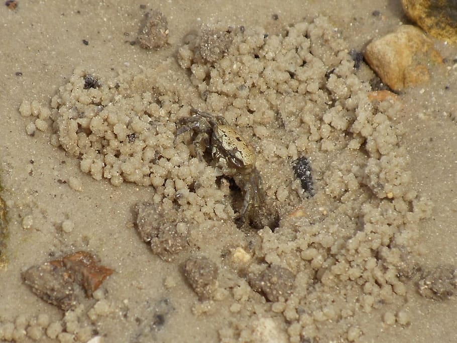 krabbe, krebsdyr, fisk og skaldyr, skaldyr, klo, ocean, marine, akvatiske, dyreliv, mad, væsen, ferskvand, strand, fossil, ingen mennesker, baggrunde, natur, tæt på, dag, dyr, dyre temaer, dyr i naturen, sand, høj vinkel visning, jord, hvirvelløse, mad og drikke, myre, gruppe af dyr, fuld ramme, insekt, udendørs, 720P