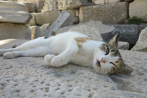Katze, Truthahn, Katze, Truthahn, ein Tier, Tierthemen, Tag, draußen, hinlegen, keine Leute, Tier, Säugetier, Haustiere, Wirbeltier, inländisch, Entspannung, katzenartig, Hauskatze, ausruhen, weiße Farbe, Whisker, Schlafen, Augen geschlossen, 4K, CC0, gemeinfrei, lizenzfrei