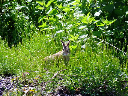 hare, Påske hare, vilde kanin, græs, plante, dyr, dyre temaer, pattedyr, et dyr, grøn farve, vækst, hvirveldyr, træ, natur, dyreliv, jord, ingen mennesker, dyr i naturen, dag, blad, Skov, plante del, husdyr, hjort, udendørs, planteædende, 2K, CC0, offentligt domæne, royaltyfrie