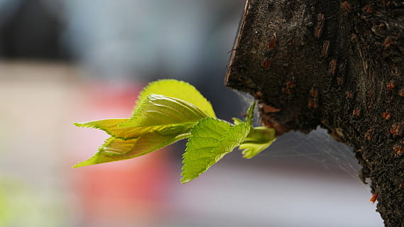 abstrakt, mønster, petal, blader, kirsebær blomster, blomster, fallne kronblade, tre, denne typen, plante del, blad, anlegg, natur, nærbilde, vekst, trestamme, grønn farge, stamme, skjønnhet i naturen, dag, dyreliv, utendørs, fokusere på forgrunnen, dyre temaer, ingen folk, dyr, dyr i naturen, selektiv fokusering, 4K, CC0, offentlig domene, opphavsrett gratis