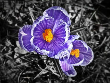 safrà, porpra, violeta, primavera, flor, florir, planta, tancar, frühlingsblüher, jardí, flor de primavera, dolç, naturalesa, precursor de la primavera, segell, prat, farbenspiel, blanc i negre, individual, planta amb flors, fragilitat, frescor, pètal, vulnerabilitat, cap de flor, inflorescència, bellesa a la natura, creixement, primer pla, pol·len, cap gent, centrar-se en primer pla, color aïllat, vista d’angle alt, iris, 1080P, CC0, domini públic, lliure de regalies