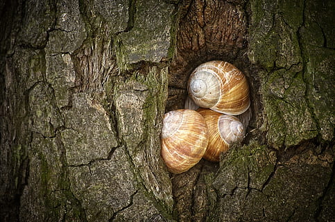 snegle, træ, skal, mollusk, snegl, natur, tæt, kravle, krybdyr, bark, fantasi, snegl shell, dyre temaer, dyr, hvirvelløse, dyreliv, dyr i naturen, træstamme, havsnegle, ingen mennesker, bagagerum, dyreskal, gruppe af dyr, tæt på, dag, udendørs, 1080P, CC0, offentligt domæne, royaltyfrie