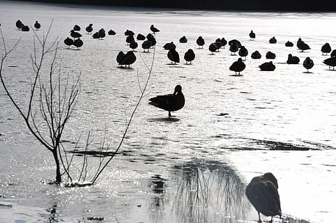 Enten, Winter, Eis, Vogel, Tierthemen, Tierwelt, Wasser, Tier, Tiere in freier Wildbahn, Wirbeltier, Gruppe von Tieren, Natur, Schönheit in der Natur, Tag, See, hocken, keine Leute, Strand, Ente, große Gruppe von Tieren, solide, Rock - Objekt, 4K, CC0, gemeinfrei, lizenzfrei