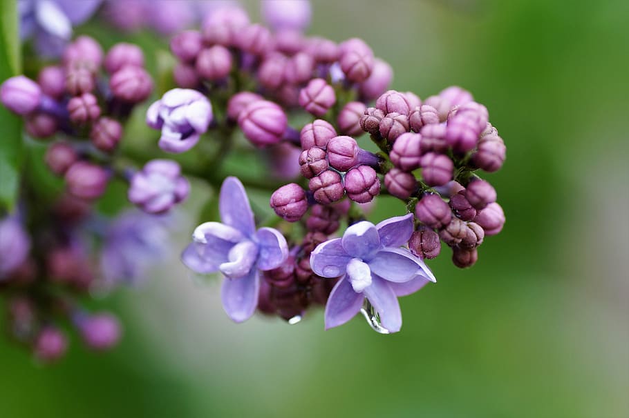 lilla, uden, violet, blomst, have, dekorative, Busk, forår, blomstring, efter regnen, flor, blomstrende plante, plante, friskhed, skønhed i naturen, vækst, tæt på, natur, skrøbelighed, sårbarhed, ingen mennesker, blomsterstand, selektiv fokusering, knop, dag, kronblad, fokus på forgrunden, blomsterhoved, udendørs, lavendel, blomsterseng, flok blomster, 5K