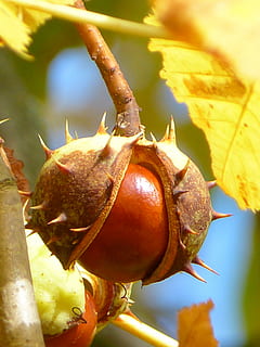 foto de primer pla, rodó, marró, fruita, castanya, fruita, arbre, fruita de castanya, arbre, màniga, buckeye, tardor, fruites, brilli, espinós, shell, petxig, fulles, menjar i beguda, menjar, primer pla, cap gent, alimentació saludable, naturalesa, part de la planta, centrar-se en primer pla, full, dia, planta, frescor, llum solar, a l'aire lliure, creixement, benestar, sec, bellesa a la natura, tija de la planta, sepal, 4K, CC0, domini públic, lliure de regalies