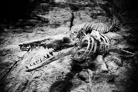 fósil en superficie, animal, hueso, huesos, criatura, dino, dinosaurio, extinto, fósil, cabeza, mandíbula, jurásico, depredador, prehistórico, primitivo, reptil, esqueleto, cráneo, un animal, temas de animales, nadie, animales en la naturaleza, naturaleza, agua, esqueleto animal, hueso animal, vista de alto ángulo, rock, fauna animal, parte del cuerpo del animal, vertebrado, grupo de animales, pez, sólido, marina, 4K