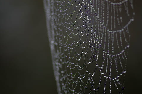 Spinnennetz, Tau, Makro, Tröpfchen, Natur, Tropfen, Tautropfen, Nahansicht, fallen, keine Leute, Hintergründe, Wasser, Zerbrechlichkeit, gefangen, schwarzer Hintergrund, drinnen, Frische, Muster, selektiver Fokus, Fokus auf den Vordergrund, Verletzlichkeit, Studioaufnahme, nass, Vollbild, extreme Nahaufnahme, Reinheit, Regentropfen, 4K, CC0, gemeinfrei, lizenzfrei
