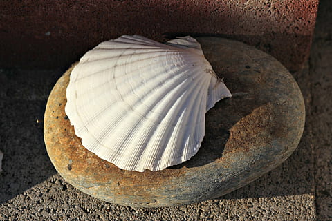zeeschelp, clam, schelp, oceaan, strand, oceaan, strand, schulp, geen mensen, binnenshuis, detailopname, voedsel, versheid, dag, hoge hoekmening, witte kleur, eten en drinken, natuur, stilleven, focus op de voorgrond, gezond eten, oud, getextureerde, dier, dierlijke thema's, 2K, CC0, publiek domein, royaltyvrij