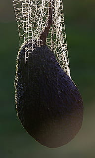 Spider'S Web, Avocado, Tangle, Trap, web, cobweb, spider, close-up, no people, food and drink, fruit, focus on foreground, freshness, nature, spider web, fragility, day, natural pattern, plant, pattern, outdoors, beauty in nature, sunlight, vulnerability, growth, invertebrate, insect, dry, dew, 2K, CC0, public domain, royalty free