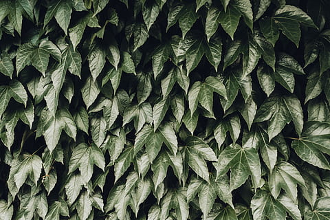 arbusto, verde, hojeado, plantas, planta, fondo, textura, modelo, follaje, hoja, pared, al aire libre, vástago, decoración, floral, Dom, madera, lozano, vibrante, luz del sol, parque, hierba, agricultura, fotograma completo, antecedentes, color verde, parte de la planta, crecimiento, nadie, naturaleza, abundancia, día, de cerca, directamente arriba, patrón natural, belleza en la naturaleza, repetición, texturizado, frescura, hojas, 5K, CC0, dominio público, libre de derechos