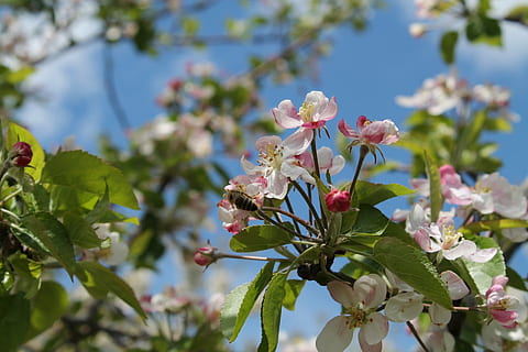 kirsebær, træ, natur, forår, farve, bi, insekt, blomsterpollen, afdeling, blomst, plante, kronblad, blad, blomstre, blomsterhoved, blomstrende plante, skrøbelighed, friskhed, vækst, sårbarhed, skønhed i naturen, tæt på, lyserød farve, fokus på forgrunden, plante del, ingen mennesker, udendørs, pollen, kirsebær blomst, Kirsebærtræ, 1080P, CC0, offentligt domæne, royaltyfrie