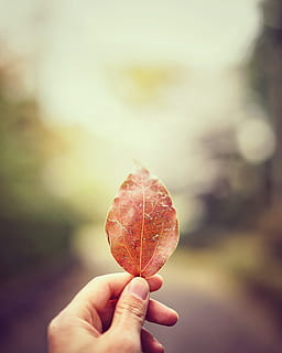 photo avec objectif à décalage variable, la personne, en portant, séché, feuille, feuille séchée brune, l'automne, la nature, saison, en plein air, jaune, arbre, fermer, octobre, couleur orange, plante, main humaine, partie du corps humain, une personne, se concentrer sur le premier plan, main, personne méconnaissable, Vrais gens, doigt, doigt humain, partie du corps, journée, modes de vie, fruit, aliments, perspective personnelle, membre humain, 4K, CC0, domaine public, libre de droits