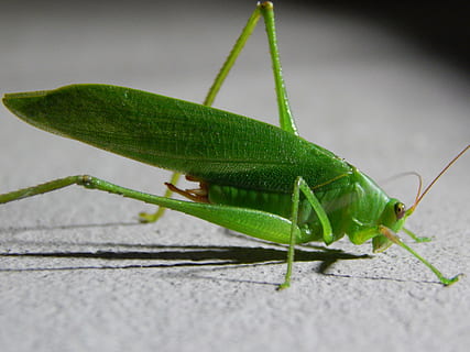 Heuschrecke, Insekt, Fehler, Natur, Grün, Gras, Makro, wild, Tierthemen, wirbellos, ein Tier, Tier, Tierwelt, grüne Farbe, Nahansicht, Tiere in freier Wildbahn, Tierkörperteil, Tierantenne, Blatt, keine Leute, Pflanzenteil, Tag, selektiver Fokus, Gottesanbeterin, draußen, Tierbein, 4K, CC0, gemeinfrei, lizenzfrei