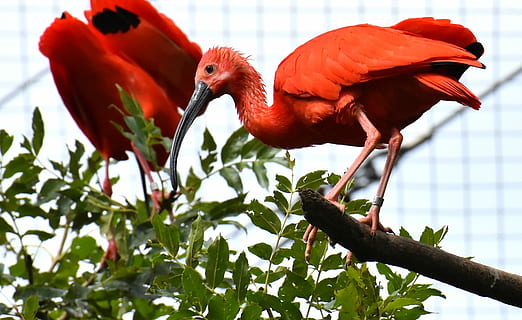 drei, rot, Vögel, Ast, ibis, Eudocimus Ruber, scharlachrot ibis, roter ibis, Gefieder, Zoo, Tier, Tierpark Hellabrunn, Tierthemen, Vogel, Wirbeltier, Tierwelt, Tiere in freier Wildbahn, Baum, Pflanze, ein Tier, hocken, Fokus auf den Vordergrund, keine Leute, Schnabel, Natur, Tag, Nahansicht, Tierhals, 2K, CC0, gemeinfrei, lizenzfrei