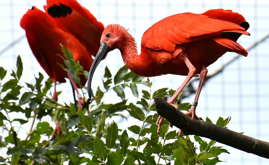 tres, vermell, ocells, branca d'un arbre, ibis, eudocimus ruber, ibis escarlata, ibis vermell, plomatge, zoo, animal, tierpark hellabrunn, temes d'animals, ocell, vertebrats, fauna animal, animals a la natura, arbre, planta, un animal, posat, centrar-se en primer pla, cap gent, branca, bec, naturalesa, dia, primer pla, coll d'animals, 2K