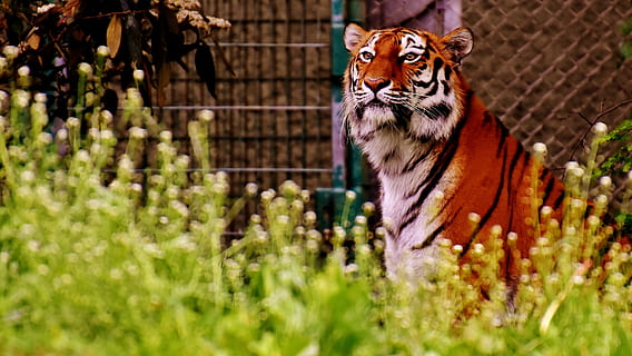 Orange, blanc, tigre, prédateur, fourrure, belle, dangereux, chat, photographie de la faune, le monde animal, tierpark hellabrunn, Munich, un animal, thèmes animaux, la faune des animaux, journée, la nature, en plein air, animaux à l'état sauvage, oiseau, personne, animal, mammifère, vertébré, plante, mise au point sélective, gros chat, félin, animaux domestiques, regardant, zoo, moustache, 4K, CC0, domaine public, libre de droits