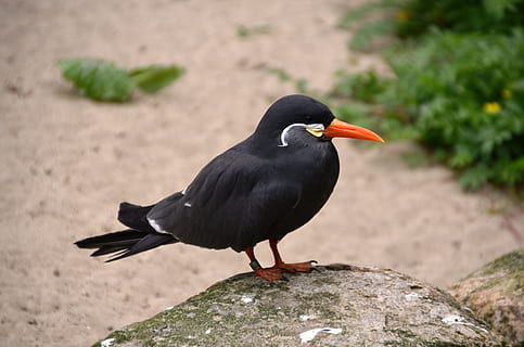 inca, larosterna inca, tern, larosterna, ocell, animal, naturalesa, temes d'animals, vertebrats, fauna animal, animals a la natura, un animal, color negre, posat, rock, dia, rock - object, sòlid, cap gent, centrar-se en primer pla, a l'aire lliure, longitud completa, mirant, primer pla, bec, merla, 2K, CC0, domini públic, lliure de regalies