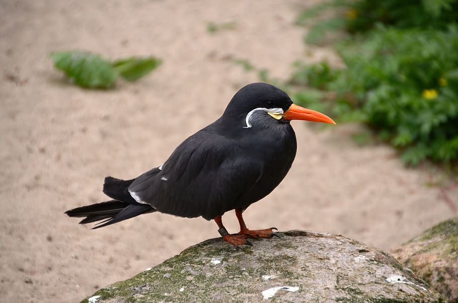 inca, larosterna inca, tern, larosterna, ocell, animal, naturalesa, temes d'animals, vertebrats, fauna animal, animals a la natura, un animal, color negre, posat, rock, dia, rock - object, sòlid, cap gent, centrar-se en primer pla, a l'aire lliure, longitud completa, mirant, primer pla, bec, merla, 2K