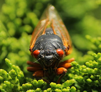 cicada, cicadoidea, insekt, exoskeleton, molt, bugs, dyreliv, bug, liten, delikat, skjør, antenner, vill, entomologi, metamorfose, utendørs, liv, natur, virvelløse, shell, dyr i naturen, dyre temaer, dyr, ett dyr, nærbilde, grønn farge, anlegg, fokusere på forgrunnen, ingen folk, dag, selektiv fokusering, skjønnhet i naturen, vekst, blad, plante del, bille, 1080P, CC0, offentlig domene, opphavsrett gratis
