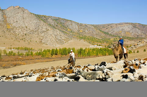 Mongolsko, krajina, hory, ovce, nebe, stromy, muži, koně, pasení, řízení, hospodářských zvířat, Příroda, mimo, údolí, země, venkov, hora, dospělý, jen dospělí, lidé, den, savec, domácí zvířata, skupina zvířat, zvířat, domácí, životní prostředí, pohoří, přistát, skutečných lidí, domácí mazlíčci, venku, jezdectví, 2K, CC0, veřejná doména, bez autorských práv