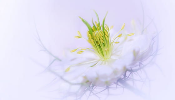 verd, brot de flor, primer pla, fotografia, flor, planta, naturalesa, tancar, floral, estiu, flors, pètal, verge al verd, florir, jardí, macro, pètals, blanc, flor blanca, nigella damascena, macro de flor, romàntic, romanç, licitació, amor en una boira, planta amb flors, frescor, tir de l'estudi, cap gent, a l'interior, enfocament selectiu, bellesa a la natura, fragilitat, Color blanc, herba, vulnerabilitat, color verd, bellesa, color pastís, suavitat, 2K, CC0, domini públic, lliure de regalies
