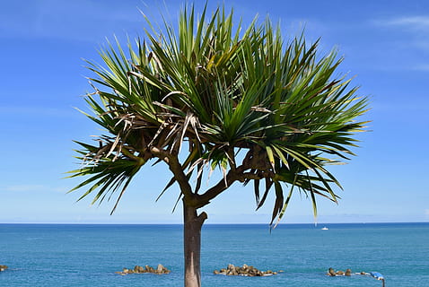 sabbia, spiaggia, estate, tropicale, natura, riva del mare, mare, acqua, viaggio, sole, idilliaco, cielo, rilassamento, isola, oceano, vacanza, turchese, all'aperto, bel tempo, albero, Taiwan, tempo metereologico, blu, soleggiato, colore, luminosa, giorno, fresco, paesaggio, ambiente, dom, azzurro, chiaro, nube, Paradiso, nessuno, turismo, bianca, scena, stagione, giusto, orizzonte sull'acqua, orizzonte, scenics - natura, bellezza nella natura, scena tranquilla, la tranquillità, clima tropicale, pianta, Palma, scena non urbana, terra, foglia di palma, 5K, CC0, dominio pubblico, privo di copyright