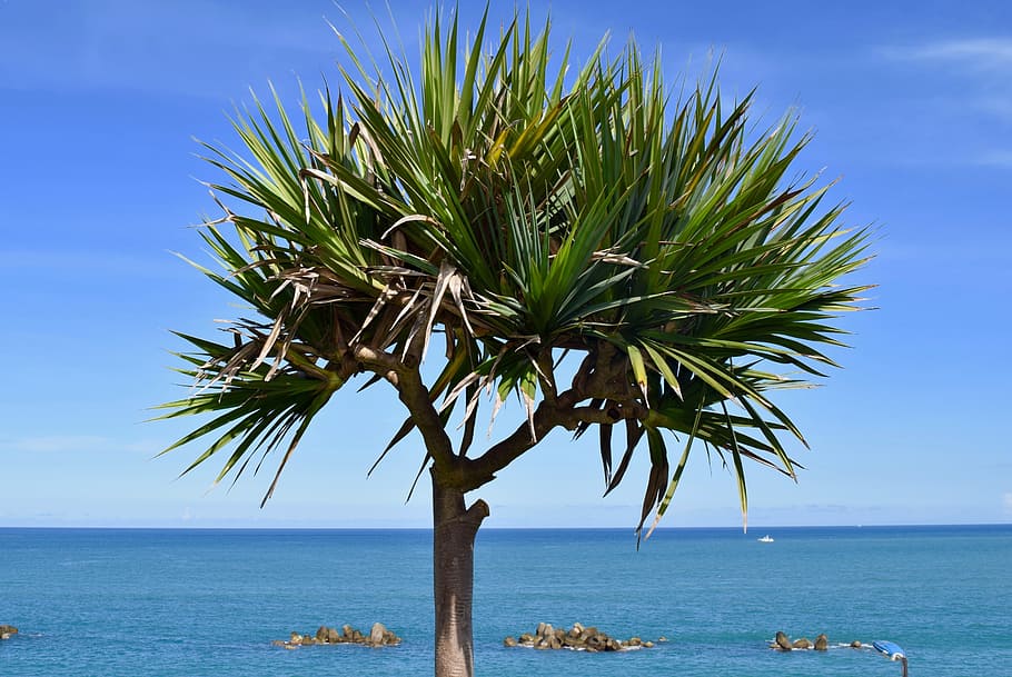 sabbia, spiaggia, estate, tropicale, natura, riva del mare, mare, acqua, viaggio, sole, idilliaco, cielo, rilassamento, isola, oceano, vacanza, turchese, all'aperto, bel tempo, albero, Taiwan, tempo metereologico, blu, soleggiato, colore, luminosa, giorno, fresco, paesaggio, ambiente, dom, azzurro, chiaro, nube, Paradiso, nessuno, turismo, bianca, scena, stagione, giusto, orizzonte sull'acqua, orizzonte, scenics - natura, bellezza nella natura, scena tranquilla, la tranquillità, clima tropicale, pianta, Palma, scena non urbana, terra, foglia di palma, 5K