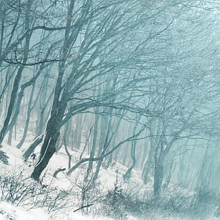 foto, arbres, neu, durant el dia, bosc, hivern, arbres forestals, temperatura de fred, arbre, planta, arbre nu, congelat, naturalesa, terra, branca, medi ambient, cap gent, gel, bellesa a la natura, tranquil·litat, escenics - natura, Color blanc, paisatge, a l'aire lliure, vent de neu, nevar, clima extrem, efecte texturat, clima, 2K, CC0, domini públic, lliure de regalies