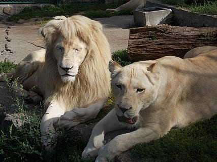 witte leeuw, leeuw, leeuwin, dier, dierentuin, divoký, savec, zvířat, zvíře, lev - kočičí, skupina zvířat, dvě zvířata, obratlovců, Kočkovitý, kočka, domácí mazlíčci, relaxace, samice, lvice, den, nikdo, pole, domácí zvířata, přistát, venku, 4K, CC0, veřejná doména, bez autorských práv