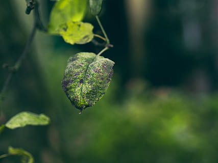 selettivo, fotografia a fuoco, verde, foglia, foglie verdi, pianta, natura, sfocatura, vecchia foglia, avvicinamento, sfondo, bokeh, ramo, zoom, parte vegetale, concentrarsi sulle conoscenze acquisite, crescita, giorno, colore verde, nessuno, bellezza nella natura, all'aperto, messa a fuoco selettiva, albero, la tranquillità, fragilità, freschezza, vulnerabilità, stelo vegetale, cibo e bevande, 4K, CC0, dominio pubblico, privo di copyright
