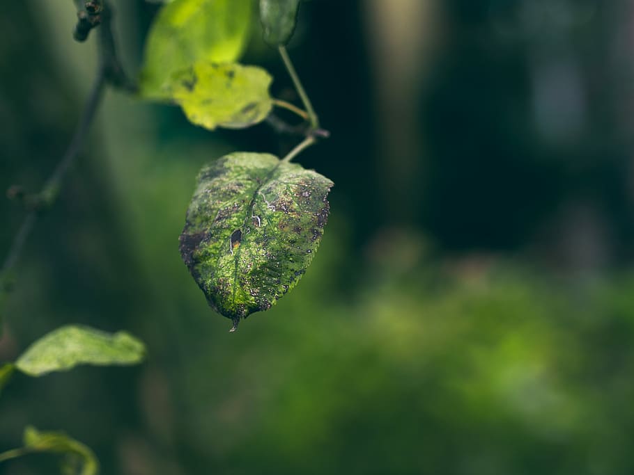 selettivo, fotografia a fuoco, verde, foglia, foglie verdi, pianta, natura, sfocatura, vecchia foglia, avvicinamento, sfondo, bokeh, ramo, zoom, parte vegetale, concentrarsi sulle conoscenze acquisite, crescita, giorno, colore verde, nessuno, bellezza nella natura, all'aperto, messa a fuoco selettiva, albero, la tranquillità, fragilità, freschezza, vulnerabilità, stelo vegetale, cibo e bevande, 4K
