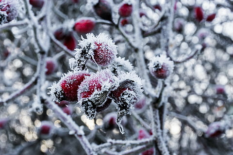 selektiv, fokusbild, röd, vit, frukt, snö, is, istapp, vinter-, kall, frost, vinterdröm, skog, vintrig, snöig, frysta, vinter magi, växt, matplats, äng, vinter buskar, landskap, hårdast, buskar, snö magi, mogen, löv, natur, rimfrost, iced, eiskristalle, isig, blad, kristaller, intryck, ze, isnålar, grön, frostig, grenar, träd, på frusen, yta, vintertid, nålar, kalltemperatur, jul, säsong, gren, närbild, kall temperatur, äta nyttigt, bärfrukt, mat, mat och dryck, dag, inget folk, vit färg, skönhet i naturen, utomhus, häftig snöstorm, 5K, CC0, offentligt domän, royaltyfria