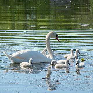 Herde, Schwäne, Karosserie, Wasser, Schwan, Cygnets, Unterricht, Natur, Frühling, Vogel, See, Tier, Teich, Tierwelt, schwimmendes Tier, Wirbeltier, Gruppe von Tieren, Tiere in freier Wildbahn, Tierthemen, Cygnet, Schwimmen, junger Vogel, Jungtier, Reflexion, Tag, Wasservogel, keine Leute, Tierfamilie, auf dem Wasser schwimmen, Tierhals, 2K, CC0, gemeinfrei, lizenzfrei