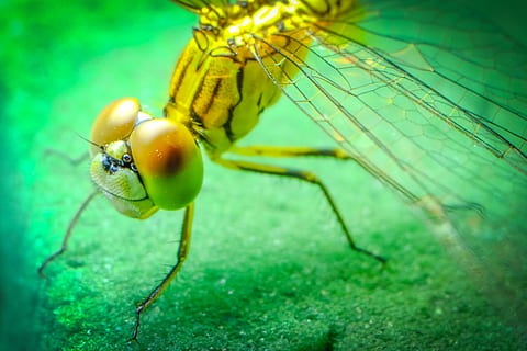 libellule, insecte, noir, bleu, yeux bleus, noir, bleu, les yeux, vert, jambes, ailes, un animal, thèmes animaux, couleur verte, animaux à l'état sauvage, la faune des animaux, animal, invertébré, fermer, la nature, personne, mise au point sélective, beauté dans la nature, en plein air, journée, plante, se concentrer sur le premier plan, jaune, partie du corps de l'animal, aile des animaux, oeil d'animal, 2K, CC0, domaine public, libre de droits