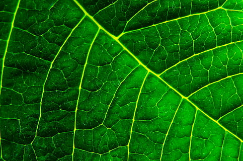 Nahansicht, Foto, Grün, Blatt, Hintergrund, organisch, Makro, Umwelt, Weg, Laub, Photosynthese, natürlich, wachsen, Vene, Frühling, dramatisch, Leben, botanisch, hell, Veränderung, Ökologie, grünlich, Element, einfach, abstrakt, Flora, Jahreszeiten, linear, gesund, Natur, grüne Farbe, Hintergründe, Pflanze, Frische, Sommer-, Pflanzenteil, Vollbild, Blattvene, Schönheit in der Natur, keine Leute, Tag, Wachstum, natürliches Muster, Muster, draußen, texturiert, Zerbrechlichkeit, 1080P, CC0, gemeinfrei, lizenzfrei