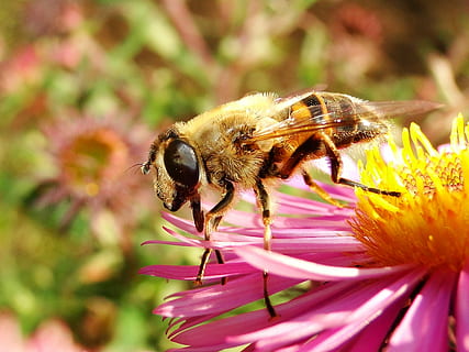 alam, serangga, apiformes, madu, serbuk sari, binatang, terima kasih, penyerbukan, merapatkan, bunga, menanam, taman, musim panas, di pengadilan, pengembangan, bombus, invertebrata, tanaman berbunga, tema binatang, satwa liar hewan, binatang di alam liar, hewan, satu binatang, daun bunga, lebah, keindahan di alam, kerapuhan, kesegaran, kepala bunga, kerentanan, pertumbuhan, tidak ada orang, lebah madu, kumbang, di luar rumah, ungu, 2K, CC0, domain publik, bebas royalti