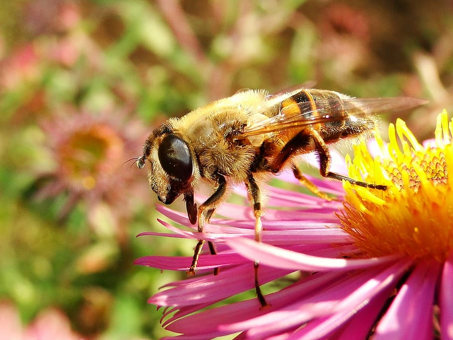 naturalesa, insecte, apiformes, mel, pol·len, animals, muchówki, polinització, primer pla, flor, planta, jardí, estiu, a la cort de, desenvolupament, bombus, invertebrat, planta amb flors, temes d'animals, fauna animal, animals a la natura, animal, un animal, pètal, abella, bellesa a la natura, fragilitat, frescor, cap de flor, vulnerabilitat, creixement, cap gent, mel d'abella, Abellot, a l'aire lliure, porpra, 2K