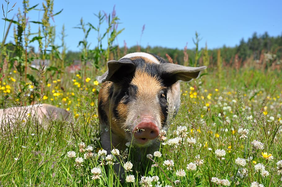 adult, negre, bronzejat, porc, jardí, porcs, linderödsgris, garrí, animals, sembra, galt, llit, granja, un animal, planta, mamífer, temes d'animals, animals domèstics, nacional, animal, mascotes, flor, planta amb flors, naturalesa, herba, camp, gos, caní, terra, vertebrats, creixement, dia, centrar-se en primer pla, cap gent, a l'aire lliure, cap d’animals, 4K