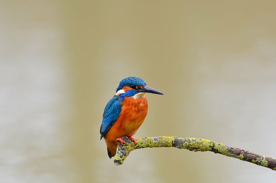 taronja, blau, ocell, verd, tronc de l'arbre, pescat-martell, salvatge, la vida, naturalesa, natural, animal, fotografia, branca, posat, blanc, bec, ploma, polònia, perxa comuna, color, fauna, masculí, vermell, pal, fotògraf, fotografies, disseny de colors, dibuix, ales, aviària, gola, temes d'animals, animals a la natura, vertebrats, fauna animal, un animal, centrar-se en primer pla, cap gent, dia, arbre, bellesa a la natura, primer pla, planta, a l'aire lliure, vista del perfil, 4K