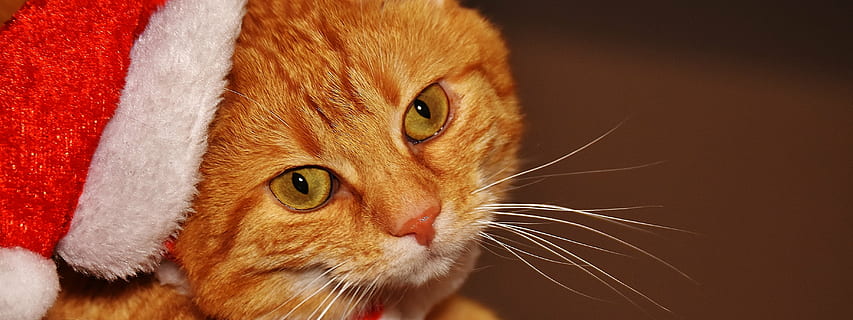 taronja, tabby, gat, vermell, barret de santa claus, Nadal, barret de santa, divertit, bonic, verat, tigre, dolç, feliç, animal, gat domèstic, pell, món animal, mascota, adidas, cara de gat, gat jove, juganer, tabby de verat vermell, gatet, gat vermell, ulls de gat, mascotes, un animal, animals domèstics, felí, temes d'animals, mirant la càmera, retrat, cap d’animals, primer pla, mamífer, nacional, vertebrats, part del cos dels animals, bigotis, cap gent, mirant, a l'interior, ull d’animals, gat de gingebre, 4K, CC0, domini públic, lliure de regalies