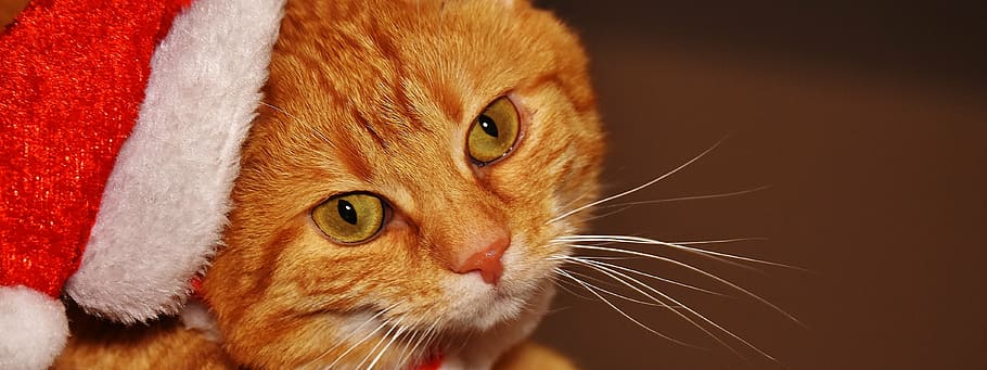 taronja, tabby, gat, vermell, barret de santa claus, Nadal, barret de santa, divertit, bonic, verat, tigre, dolç, feliç, animal, gat domèstic, pell, món animal, mascota, adidas, cara de gat, gat jove, juganer, tabby de verat vermell, gatet, gat vermell, ulls de gat, mascotes, un animal, animals domèstics, felí, temes d'animals, mirant la càmera, retrat, cap d’animals, primer pla, mamífer, nacional, vertebrats, part del cos dels animals, bigotis, cap gent, mirant, a l'interior, ull d’animals, gat de gingebre, 4K