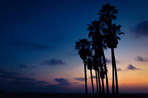 silueta, palmeres mexicanes, taronja, blau, blanc, ennuvolat, cels, pintura de palma al vespre, posta de sol, palmell, pintura, naturalesa, mar, cel, vespre, platja, paisatge, clima tropical, arbre, sol, estiu, escenics, Palmera, a l'aire lliure, llum solar, núvol - cel, bellesa a la natura, escenics - natura, tranquil·litat, escena tranquil·la, planta, arbre tropical, cap gent, terra, palmera de coco, aigua, horitzó sobre l’aigua, cel romàntic, 5K, CC0, domini públic, lliure de regalies