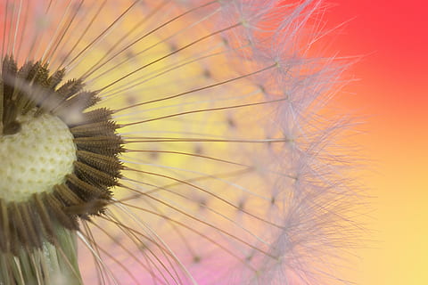 fotografie aproape, alb, păpădie, macro, sămânță, semințe, natură, fundal, plantă, floare, luncă, colorate, a închide, fragilitate, nici o persoana, cadru complet, frumusețe în natură, cap de floare, în aer liber, prospeţime, extreme close-up, planta cu flori, vulnerabilitate, selectiv, creştere, inflorescenţă, să se concentreze asupra primelor elemente, semințe de papadie, moliciune, vizualizare profil, 4K, CC0, domeniu public, fără drepturi de autor