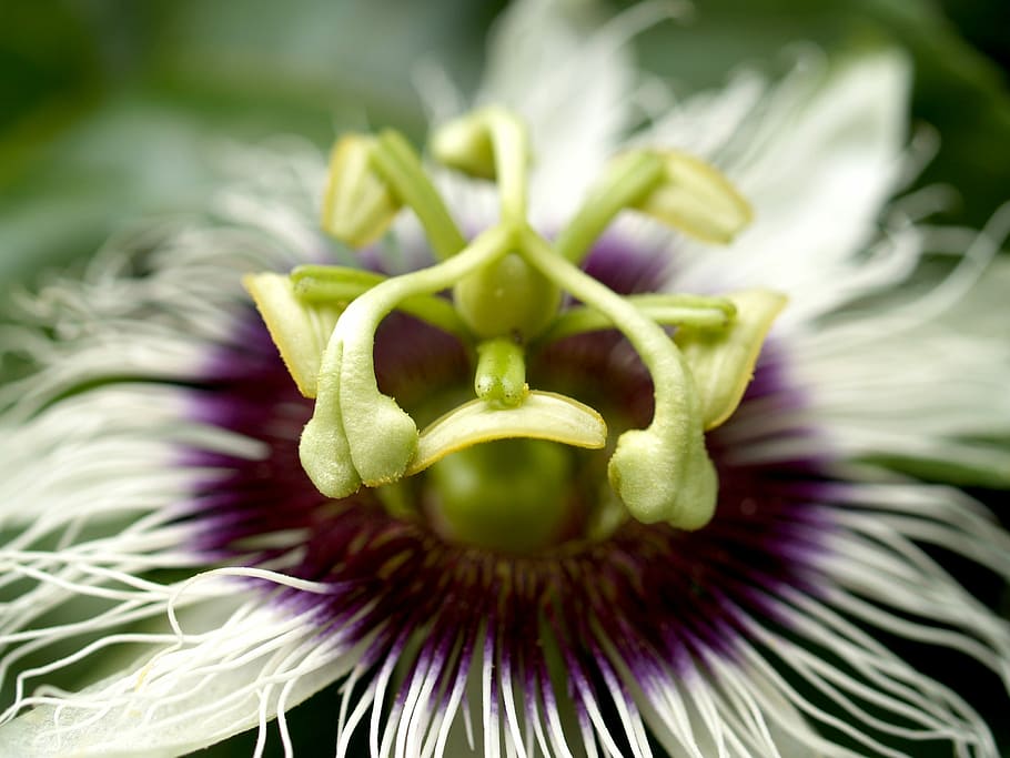 flor de la passió, fruita, tropical, passió, flor, verd, pètal, full, cap, vinya, polinització, erupció, fragilitat, medicina, pol·len, porpra, bosc, jardí, planta, bellesa, en perill d’extinció, espècies, passiflora, salut, naturalesa, pròspera, enredadera, estambres, frescor, cap de flor, primer pla, planta amb flors, bellesa a la natura, creixement, inflorescència, vulnerabilitat, cap gent, dia, centrar-se en primer pla, 2K