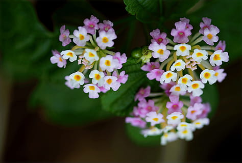 lilla, hvid, blomsterfoto, smuk, flor, blomstrende, blomstre, sløring, buket, lyse, tæt på, farve, farverig, delikat, blomster, have, vækst, natur, udendørs, kronblade, lyserød, pollen, sæson, sommer, levende, blomstrende plante, blomst, friskhed, plante, skønhed i naturen, sårbarhed, skrøbelighed, blomsterhoved, kronblad, blomsterstand, multi farvet, ingen mennesker, gul, lyserød farve, selektiv fokusering, forår, dag, lantana, flok blomster, blomster arrangement, blødhed, 720P, CC0, offentligt domæne, royaltyfrie