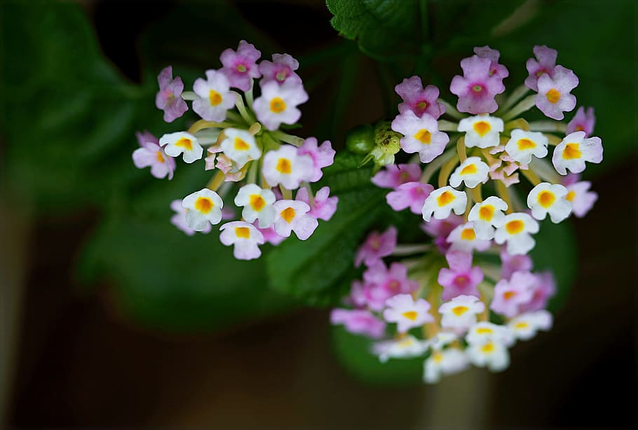 lilla, hvid, blomsterfoto, smuk, flor, blomstrende, blomstre, sløring, buket, lyse, tæt på, farve, farverig, delikat, blomster, have, vækst, natur, udendørs, kronblade, lyserød, pollen, sæson, sommer, levende, blomstrende plante, blomst, friskhed, plante, skønhed i naturen, sårbarhed, skrøbelighed, blomsterhoved, kronblad, blomsterstand, multi farvet, ingen mennesker, gul, lyserød farve, selektiv fokusering, forår, dag, lantana, flok blomster, blomster arrangement, blødhed, 720P