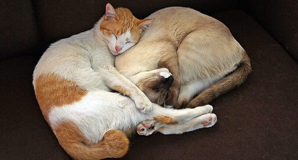 to, orange, Brun, sovende, katte, kat, sammen, Selskab, kæledyr, nuttet, pattedyr, dyre temaer, dyr, indenlandske, lempelse, et dyr, husdyr, feline, lukkede øjne, ligger ned, indendørs, ingen mennesker, indenlandske kat, hvilende, hvirveldyr, hunde, bakkenbart, ingefær kat, napping, 4K, CC0, offentligt domæne, royaltyfrie