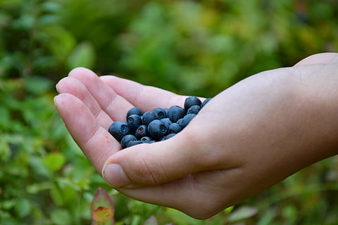 nabius, mà, bosc, naturalesa, estiu, mà humana, part del cos humà, fruita, menjar i beguda, alimentació saludable, menjar, fruites de baies, una persona, centrar-se en primer pla, benestar, frescor, primer pla, celebració, persones reals, nabiu, dia, estils de vida, dit, mans en copa, a l'aire lliure, madur, 2K, CC0, domini públic, lliure de regalies